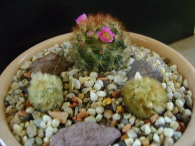 Grup de 3 Mammillaria carmenae; Mammillaria carmenae 
Mammillaria carmenae f. rubrispina
Mammillaria carmenae f. rubrispina (flori roz)

Mammillaria carmenae f. rubrispina
Mammillaria carmenae f. rubrispina (flori roz)
