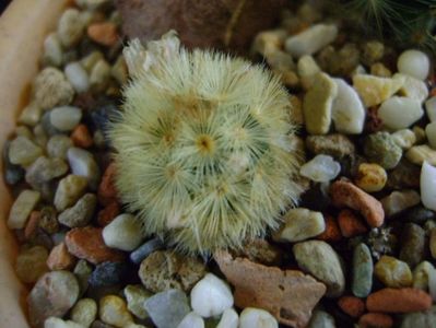 Mammillaria carmenae