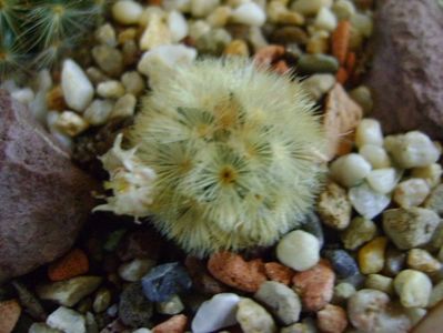 Mammillaria carmenae