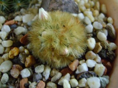 Mammillaria carmenae f. rubrispina