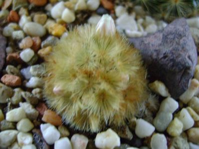 Mammillaria carmenae f. rubrispina