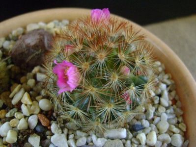 Mammillaria carmenae f. rubrispina (flori roz)