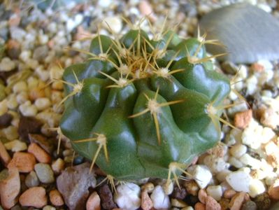 Discocactus hartmannii ssp. magnimammus (D. heptacanthus ssp. magnimammus), MH 850 Rio Caracol, Bz