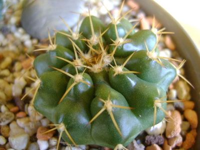 Discocactus hartmannii ssp. magnimammus (D. heptacanthus ssp. magnimammus), MH 850 Rio Caracol, Bz