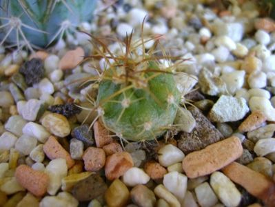 Melocactus zehntneri