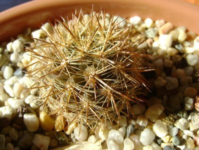 Eriosyce (Neoporteria) subgibbosa