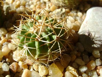 Echinofossulocactus hb. coptonogonus X albatus