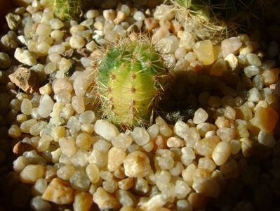 Echinopsis sp. variegata