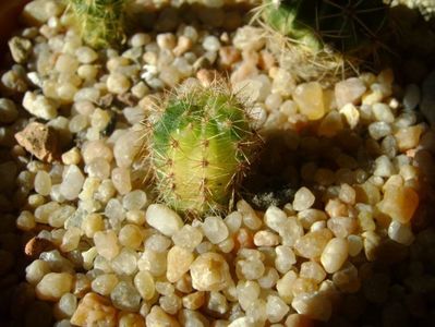 Echinopsis sp. variegata