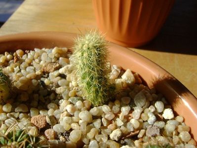 Acharagma roseanum v. galeanensis, Galeana, Nuevo León, Mx