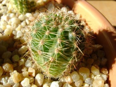 Echinopsis sp. variegata