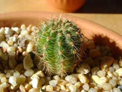 Echinopsis sp. variegata