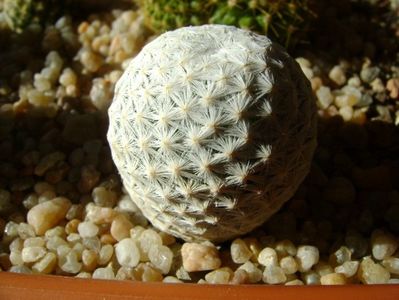 Mammillaria herrerae