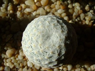 Mammillaria herrerae