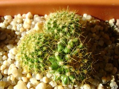 Mammillaria marksiana