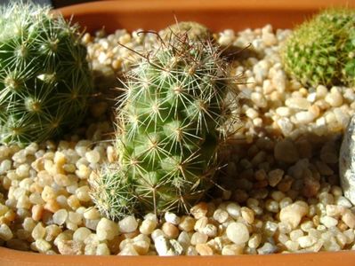 Mammillaria fraileana