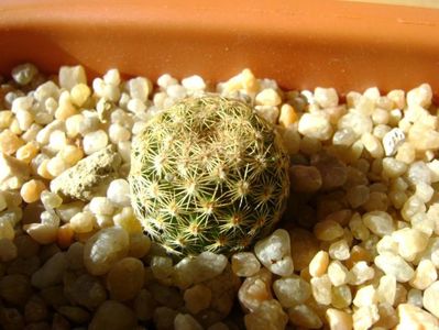 Mammillaria sp.