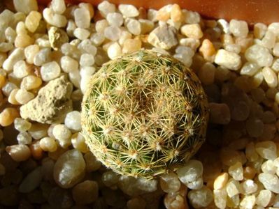 Mammillaria sp.