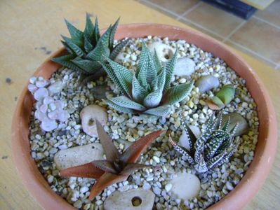 Grup de 6 suculente; Gasteria glomerata 
Haworthia limifolia
Haworthia limifolia v. striata
Haworthia fasciata
Haworthia angustifolia 
Graptopetalum amethystinum
