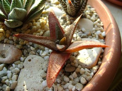 Haworthia angustifolia