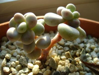 Graptopetalum amethystinum