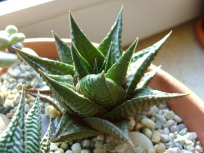 Haworthia limifolia