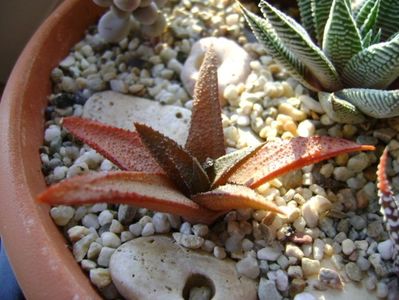 Haworthia angustifolia