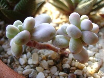 Graptopetalum amethystinum