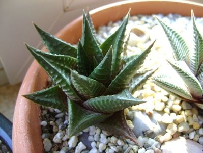 Haworthia limifolia