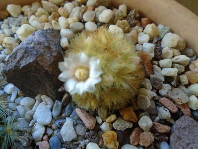 Mammillaria carmenae