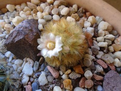 Mammillaria carmenae