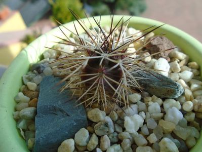 Echinocereus viridiflorus v. davisii