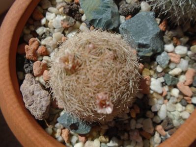 Mammillaria magallanii