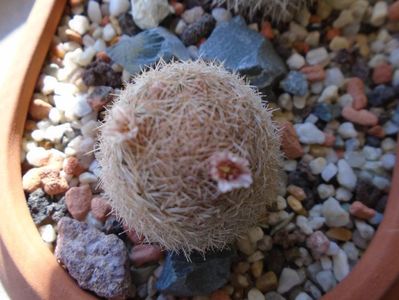 Mammillaria magallanii