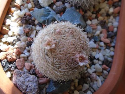 Mammillaria magallanii