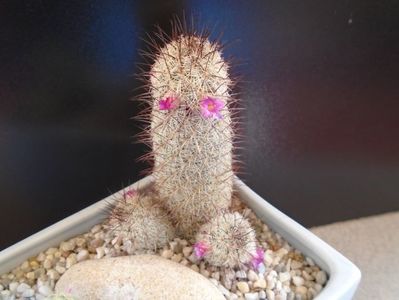 Mammillaria microhelia