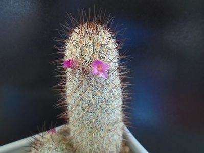 Mammillaria microhelia