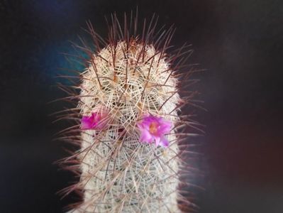 Mammillaria microhelia