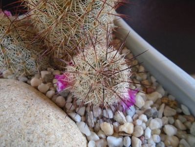 Mammillaria microhelia