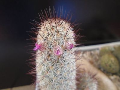 Mammillaria microhelia