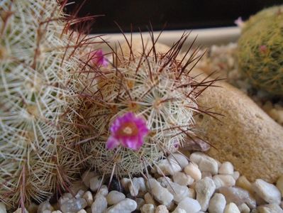 Mammillaria microhelia