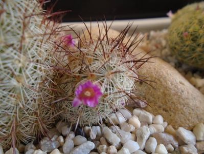 Mammillaria microhelia