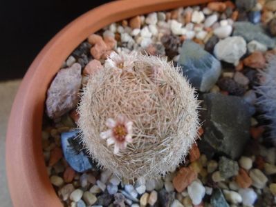 Mammillaria magallanii