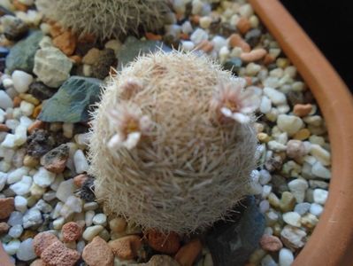 Mammillaria magallanii