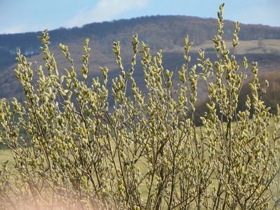 salix caprea