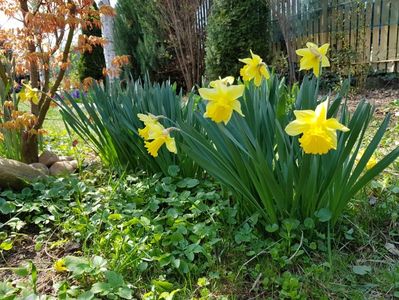 Daffodilus Carlton