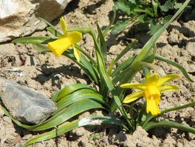 narcisa Tete a tete