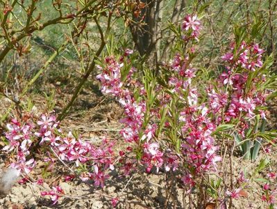 prunus tenella Fire Hill