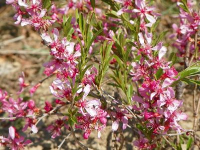 prunus tenella Fire Hill