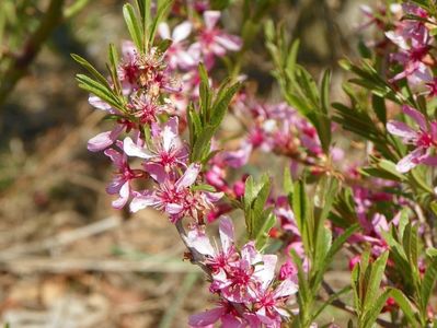 prunus tenella Fire Hill